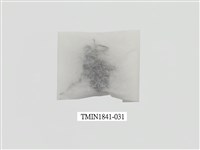 藏品(菲律賓產昆蟲)的圖片